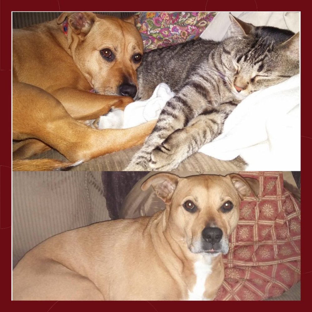 ๐๐1-11-22 My Sweet Girl is no longer with us. I'll miss her smile.๐๐ - Picture 3 of 4